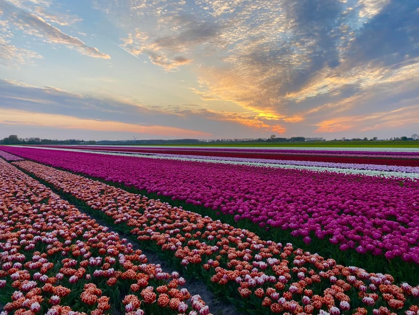 From Amsterdam: The Tulip Sunset Tour with Dinner - In The Sum Up