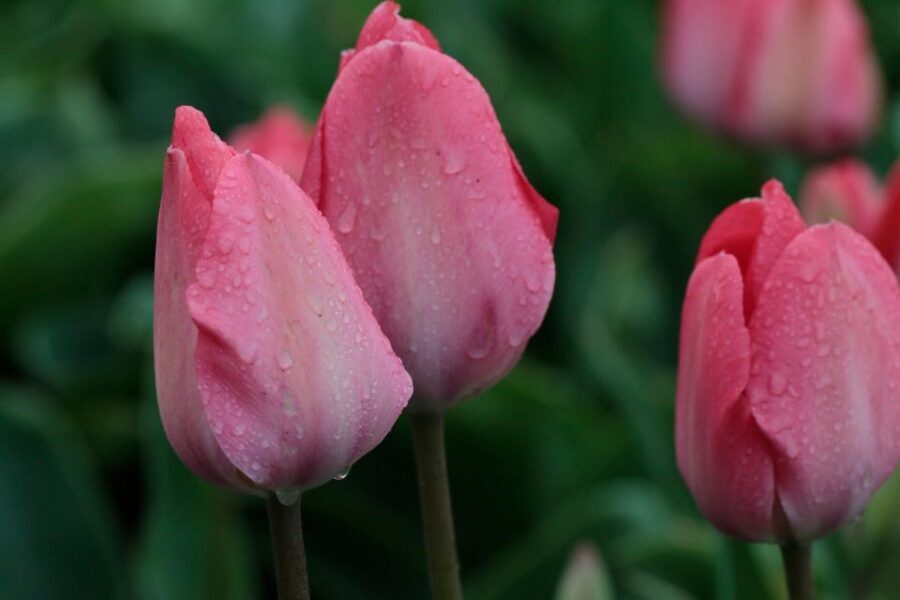 From Amsterdam: Tulip Fields of Holland Tour - Why This Tour Offers Great Value