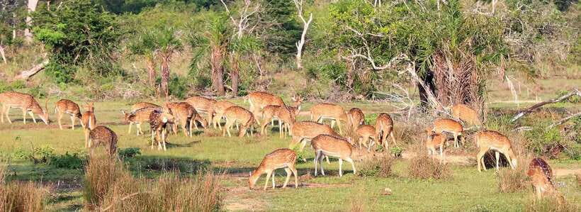 From Anuradhapura: Wilpattu National Park Half-Day Safari - The Realities and Caveats