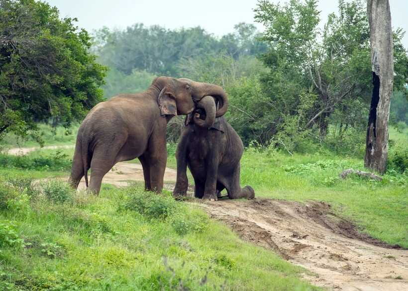 From Bentota: Elephant Transit Camp and Udawalawe Safari - The Practical Side: What’s Included and What to Know