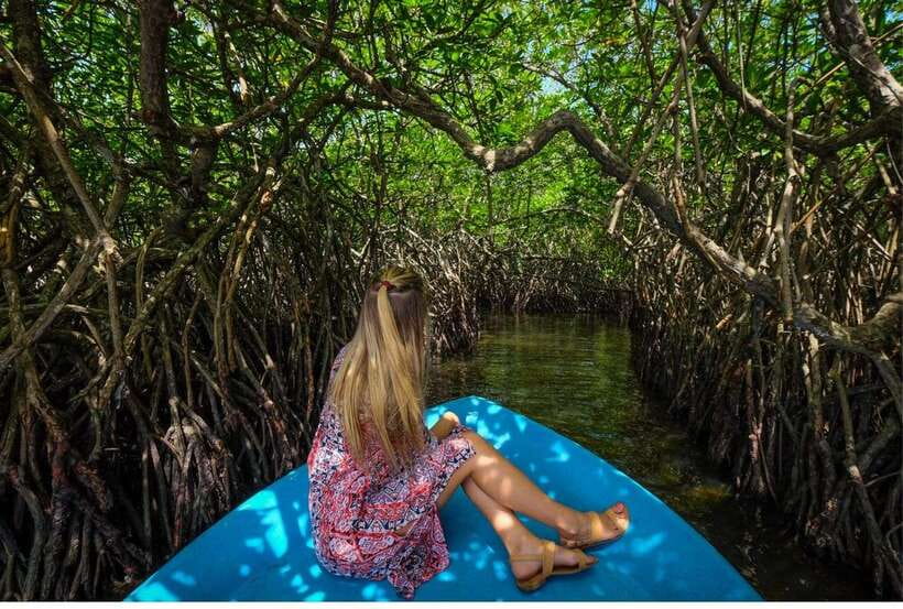 From Bentota: Exclusive Madu River Safari & Turtle Hatchery - A Detailed Look at the Experience