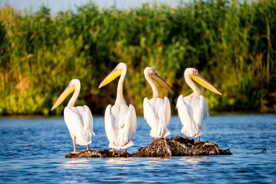 From Bucharest: Day Trip to Danube Delta - Why Consider This Tour?