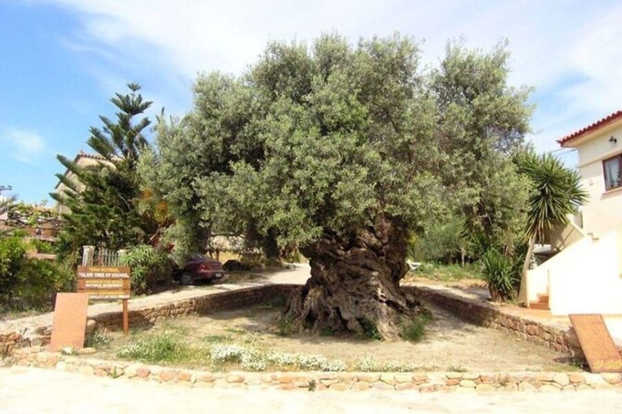 From Chania: Olive Oil, Wine, Cheese & Honey Tasting Tour - Practical Details and Value