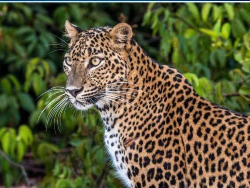 From Colombo: 2-Day Trip to Arugam Bay with Yala Safari - Price and Value Analysis  