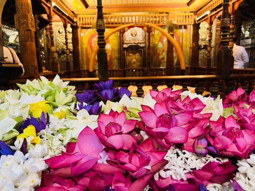 From Colombo: Kandy and Pinnawala Day Trip with tea factory - The Sum Up: Who Will Love This Tour?