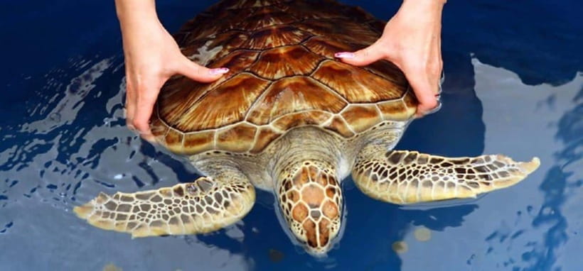From Colombo/Negombo: Galle, Madu River, and Turtle Hatchery - Exploring Galle Fort
