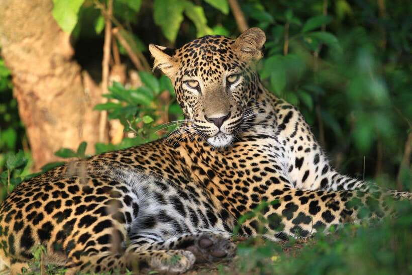 From Colombo/Negombo: Wilpattu National Park 4x4 Safari Tour - What You Can Expect from the Tour