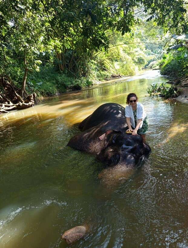 From Colombo or Negombo: Pinnawala, Kandy & Tea Factory Tour - The Sum Up