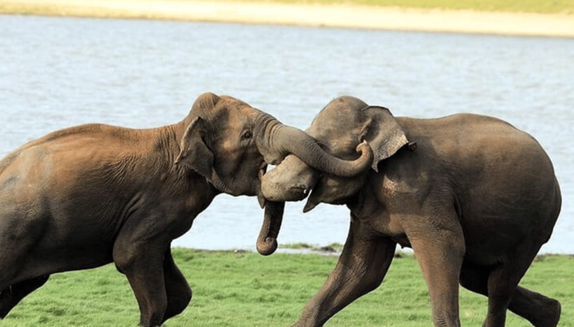 From Colombo: Udawalawe Park and Elephants Orphanage - Analyzing Cost and Value