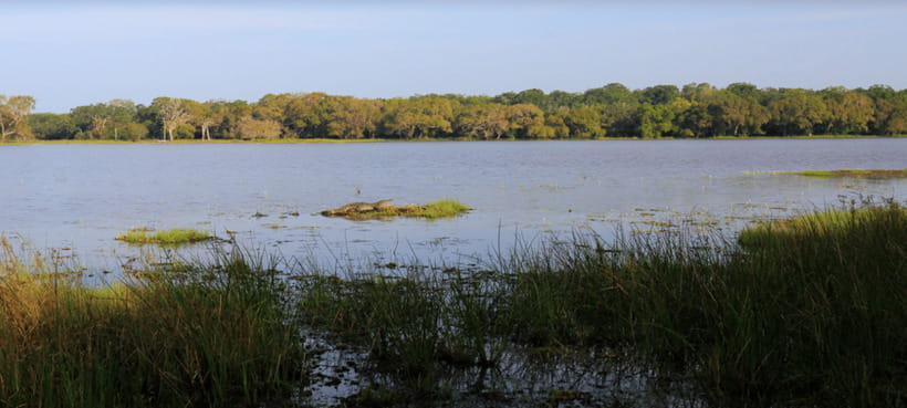 From Colombo: Wilpattu National Park Safari - Who Should Consider This Tour?
