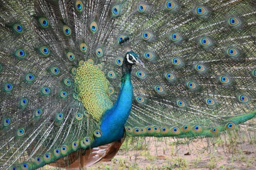 From Colombo: Yala National Park, Galle Mirissa, 2-Day Tour - What’s Included and What to Expect  