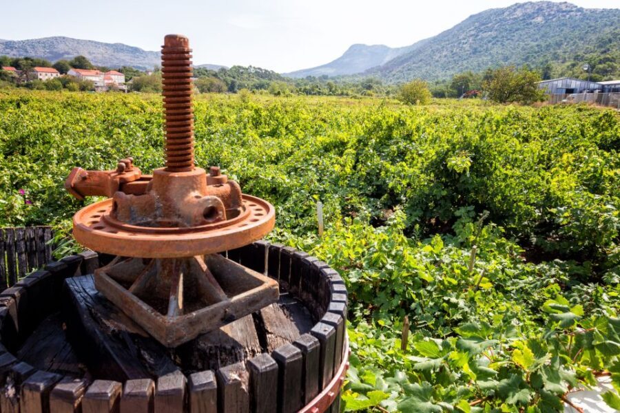 From Dubrovnik: Island of Korula with wine tasting - What We Think About the Value