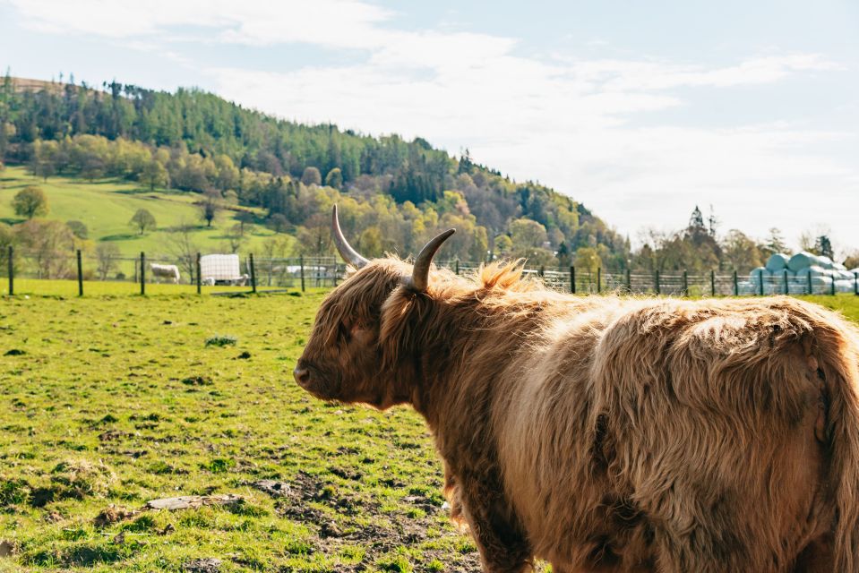 From Edinburgh: Loch Ness & Scottish Highlands Tour - Journey through the Cairngorms and the Final Stretch