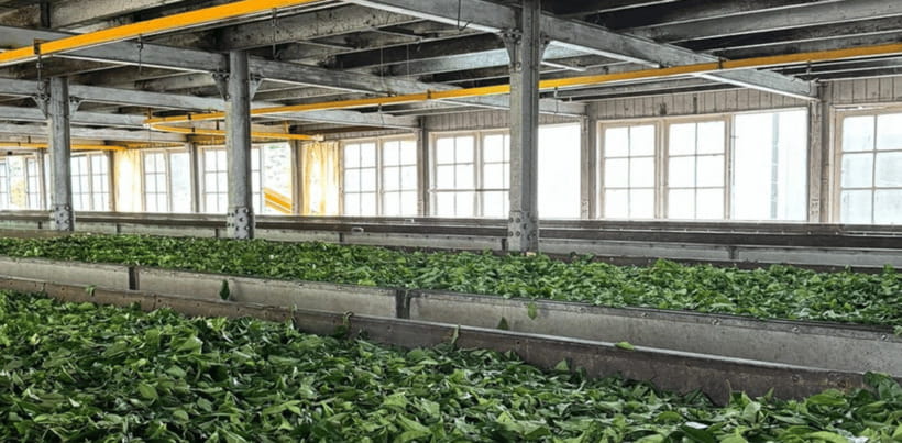 From Ella: Nuwara Eliya Tea Factory and Plantation Tour - Analyzing the Value