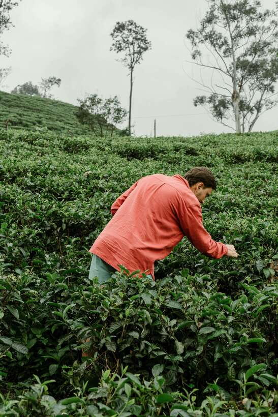From Ella: Tea Adventure in Haputale with Village Lunch - What Travelers Can Expect
