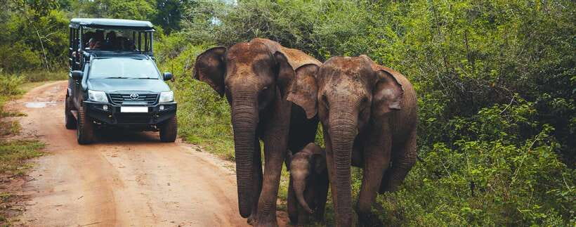 From Ella: Udawalawa Safari and Tangalle/Hiriketiya Transfer - Pricing and Value