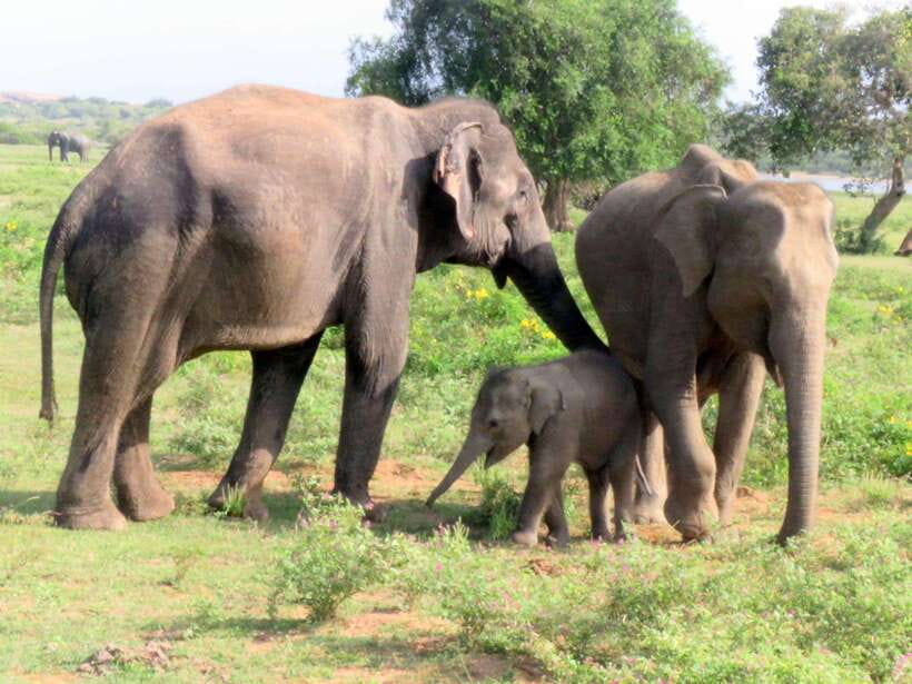 From Ella: Udawalawa Safari Drop: Galle / Mirissa / Tangalle - What You’ll Experience