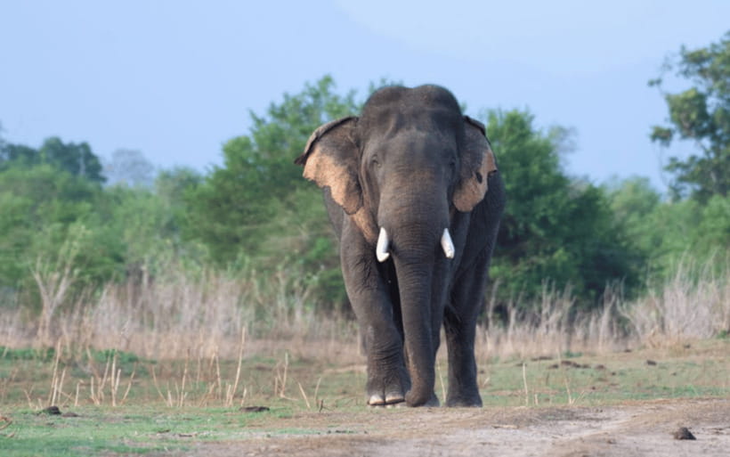 From: Ella - Udawalawe Safari - Hiriketiya - Deep Dive into the Itinerary