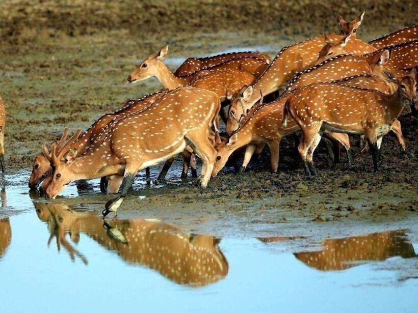 From Ella: Udawalawe & Yala National Parks 2-Day Tour - Who Is This Tour Best For?