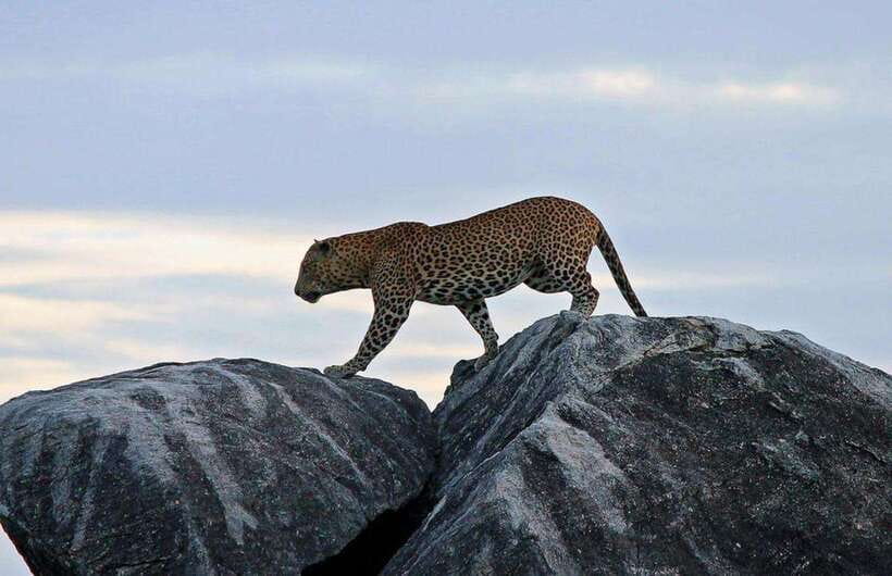 From Ella: Yala National Park Safari and Drop in Ella - The Sum Up