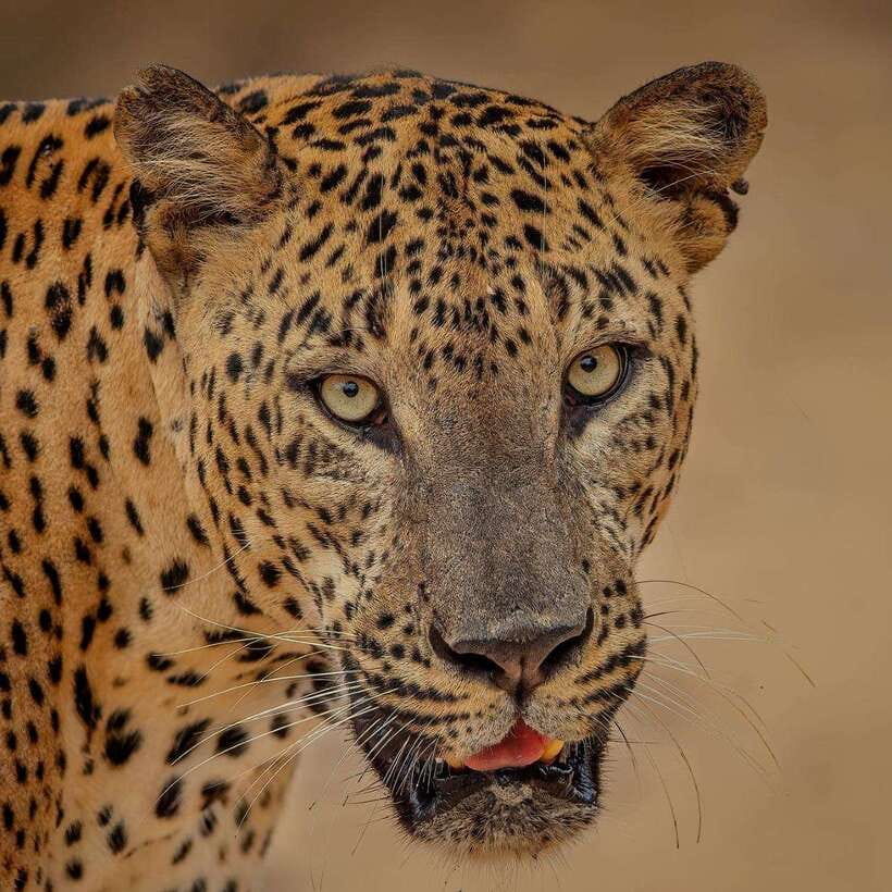 From Ella: Yala Safari with Tangalle/Mirissa/Galle Drop-off - The Yala Safari: Wildlife in Action