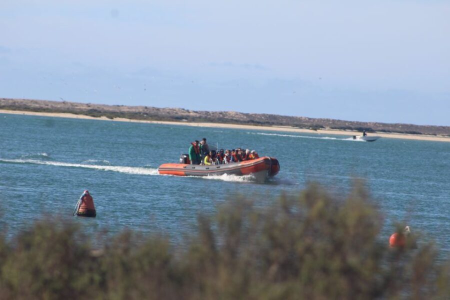 From Faro: Dolphin-Watching & Wildlife - Who Should Consider This Tour?