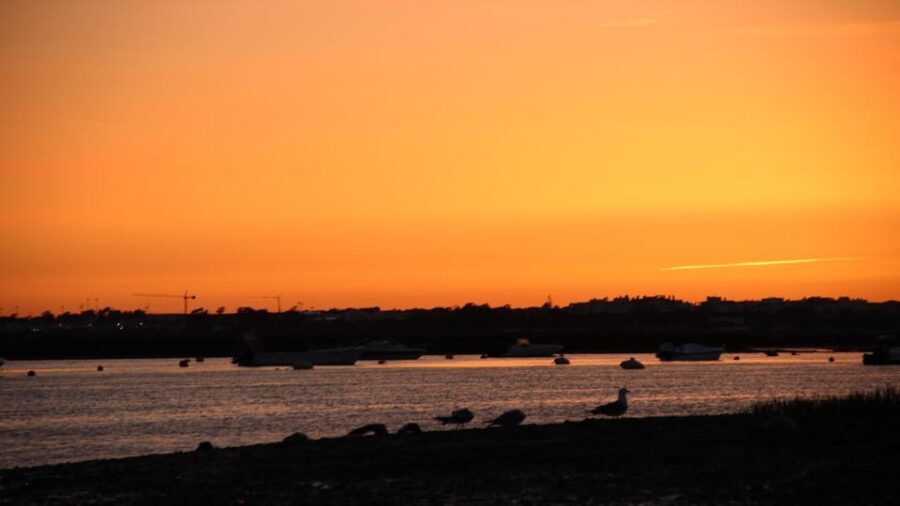 From Faro: Ria Formosa Sunset Boat Trip - An In-Depth Look at the Ria Formosa Sunset Boat Trip