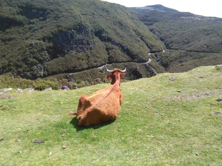 From Funchal: West Madeira and Laurel Forest Day Trip - What Makes This Tour Stand Out