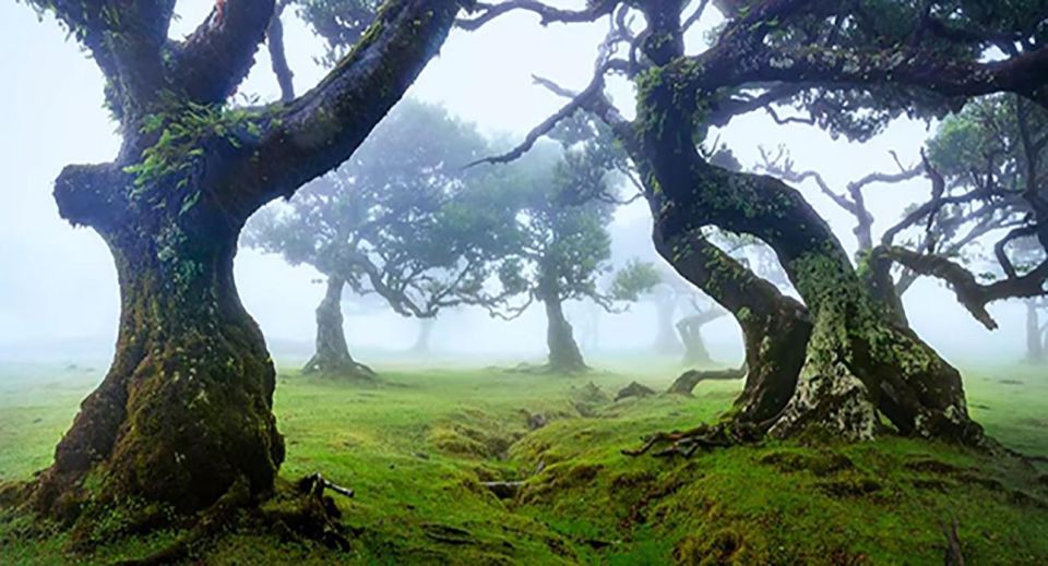 From Funchal: West Madeira Waterfalls and Fanal Forest Tour - Transportation and Group Size