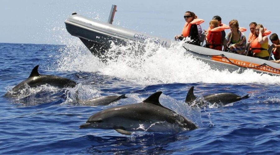 From Funchal: Whale and Dolphin Watching - The Experience in Detail