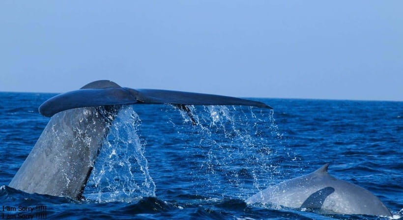 From Galle: All Inclusive Whales & Dolphin Watching Tour - Price and Value