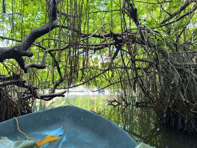 From Galle: Madu River Safari, Turtles & Galle Fort - Practical Details and Value