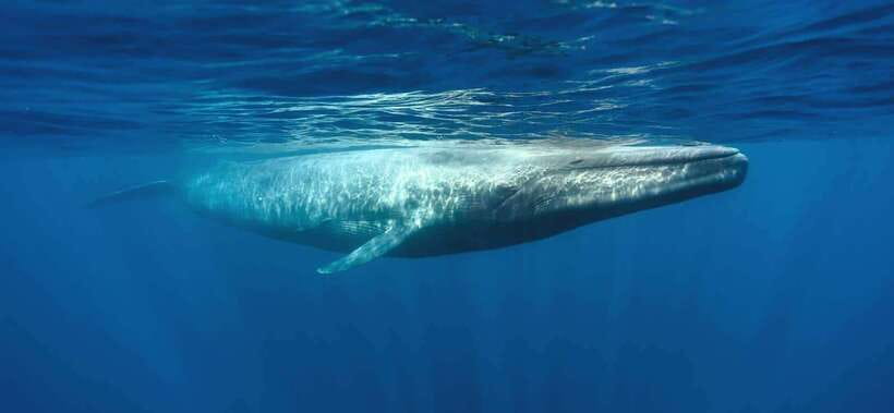 From Galle: Mirissa morning whale watching tour - Who Will Appreciate This Tour?  