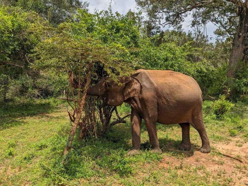From Hambantota Harbor: Bundala National Park Safari-Private - What to Expect During Your Safari