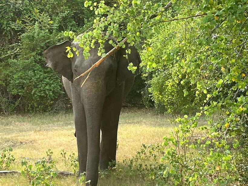From Hambantota Port: Yala National Park Private Safari - The Thrill of Wildlife Encounters