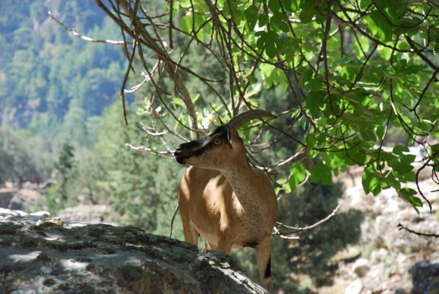From Heraklion: Imbros Gorge and Libyan Sea Guided Day Trip - A Close Look at the Itinerary