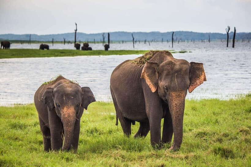 From Hikkaduwa/Galle/Weligama/Mirissa: Udawalawa Safari Tour - How the Day Unfolds
