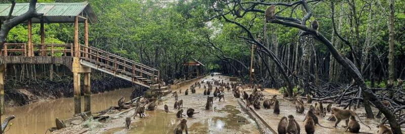 From Ho Chi Minh City: Can Gio Monkey Island Day Trip - Overview of the Day Trip