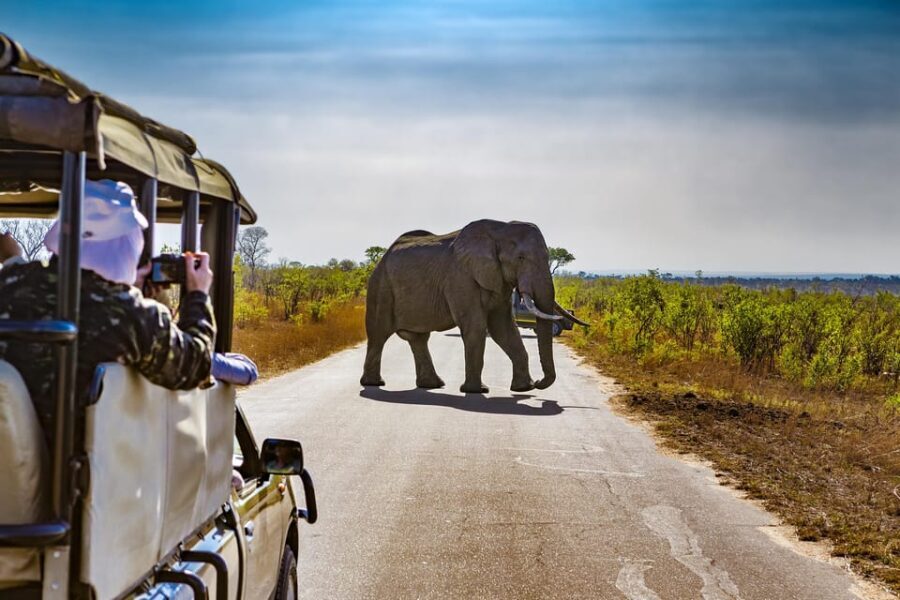 From Johannesburg: Pilanesberg Wildlife Safari - What Makes This Tour Stand Out