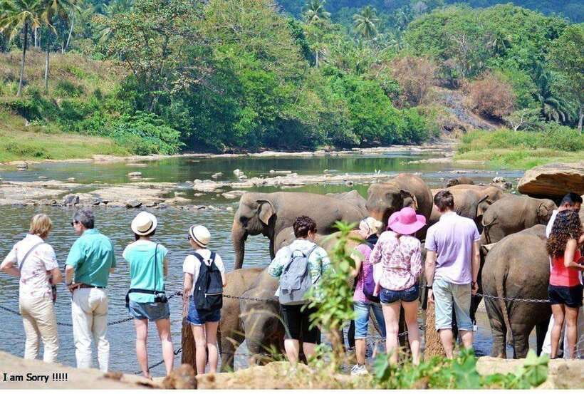 From Kandy: All Inclusive Kandy, Pinnawala & Tea Plantation - Who Will Enjoy This Tour?