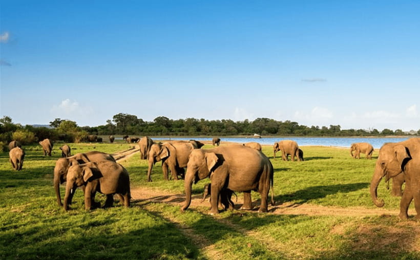 From Kandy: Sigiriya Rock Fortress and Wildlife Safari - Analyzing the Value
