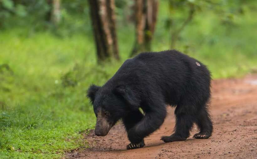 From Kandy: Wilpattu National Park Safari with Hotel Pickup - Analyzing the Value