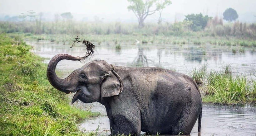 From Kathmandu: 4-Day Chitwan National Park Tour - What to Expect: A Carefully Curated Jungle Safari