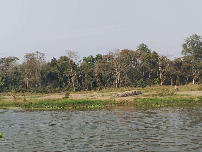 From Kathmandu or Pokhara 3 day Chitwan Tour with Rafting - The Sum Up: Is This Tour for You?