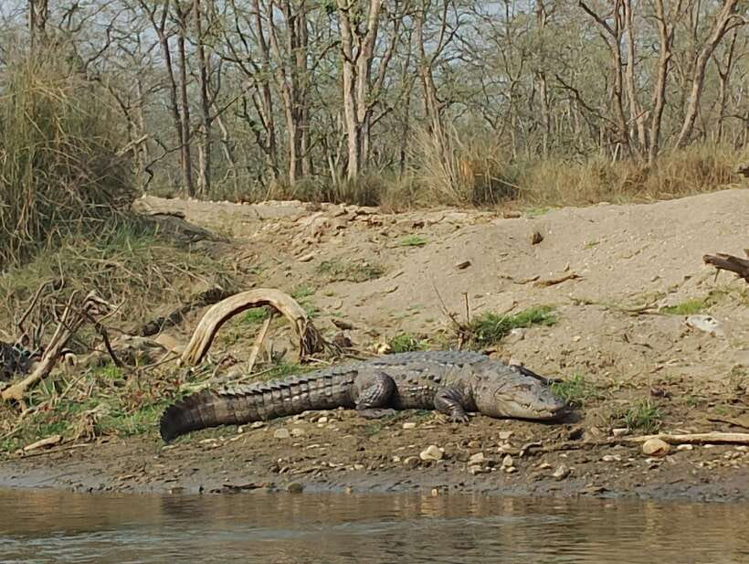 From Kathmandu or Pokhara: 4-Day Chitwan National Park Tour - Exploring the Itinerary
