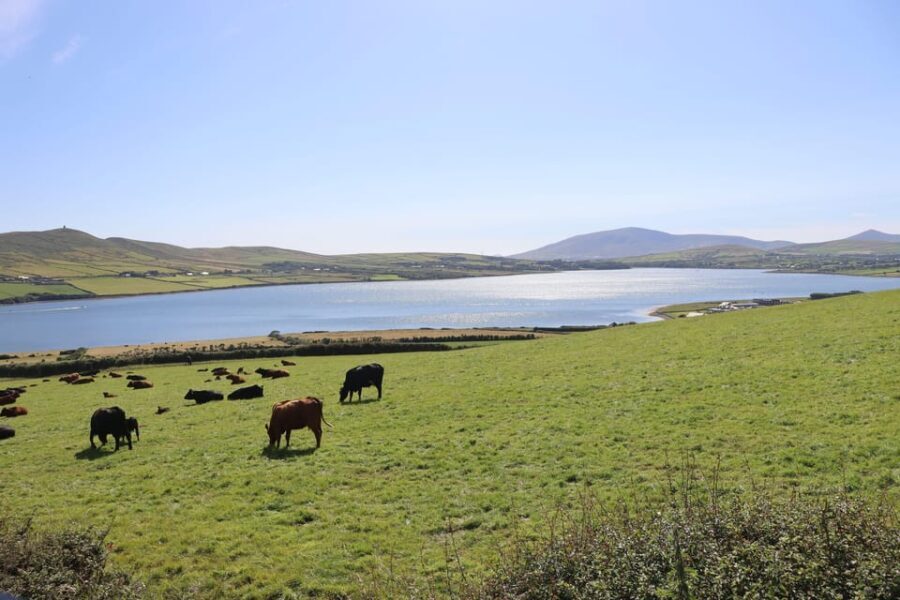 From Killarney: Dingle Peninsula, and Slea Head Day Tour - The Itinerary in Detail