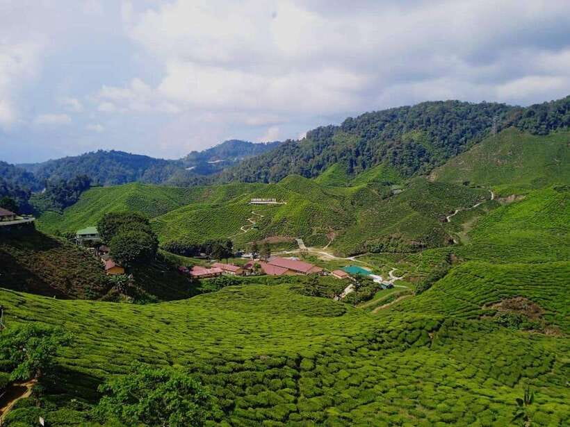 From Kuala Lumpur: Cameron Highlands Private or Join In Tour - What the Tour Does Well