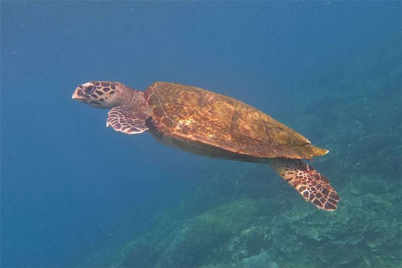 From Labuan Bajo: Komodo Dragons and Island Hop with All Fee - The Value of This Tour