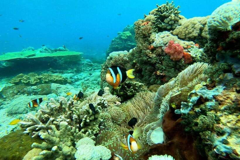 From Lembongan: Nusa Penida Private Snorkeling & West Tour - Detailed Breakdown of the Itinerary and What to Expect  