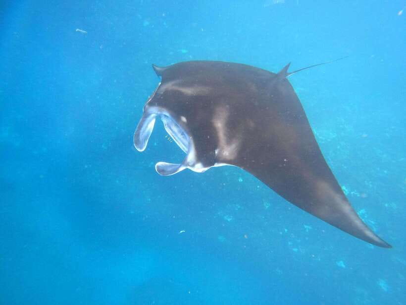 From Lembongan: Snorkeling 3 Spots, Mangrove and Land Tour - What You Can Expect from the Tour